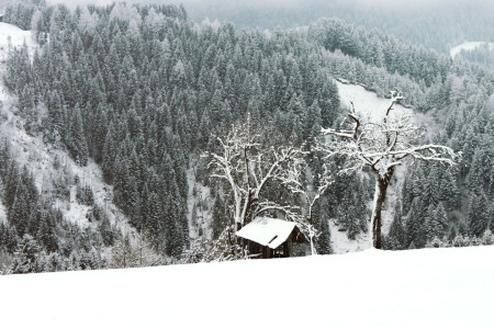 foresta, brina, natura, neve, alberi, inverno