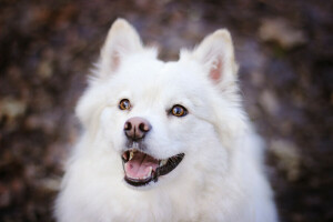 dog, face, krasava, Samoyed