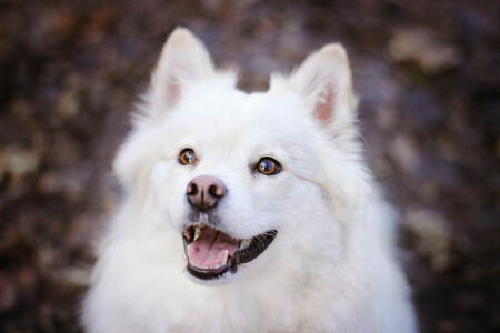 hund, ansigt, krasava, Samojed