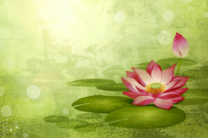 flower, Lotus, paint, petals, Vector