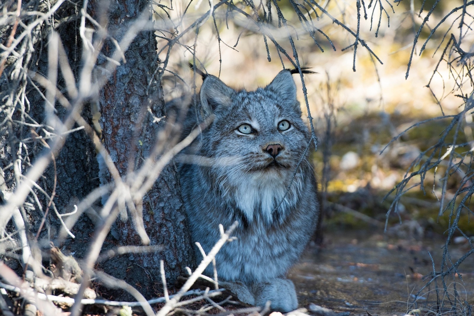 Geäst, Gesicht, Lügen, Schatten, Raubtier, wilde Katze, Luchs, bleibe