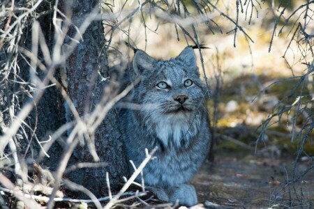 branches, face, lies, lynx, predator, shadow, stay, wild cat