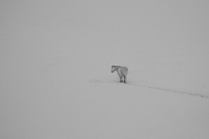 campo, cavallo, inverno