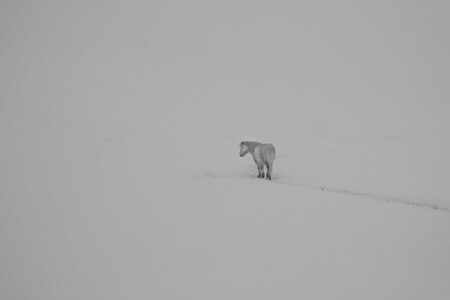 fält, häst, vinter-