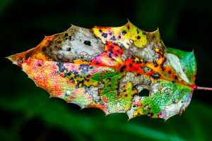 herfst, kleur, vel