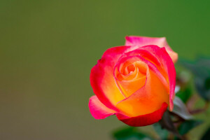 fundo, Bud, macro, rosa