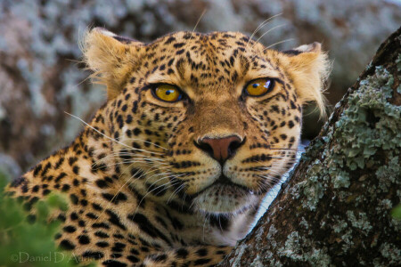 de cerca, cara, Leopardo, Mira, naturaleza, árbol