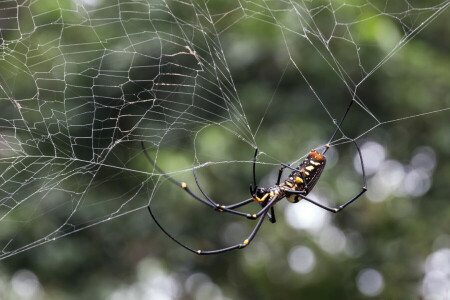 bokeh, Aranha, rede