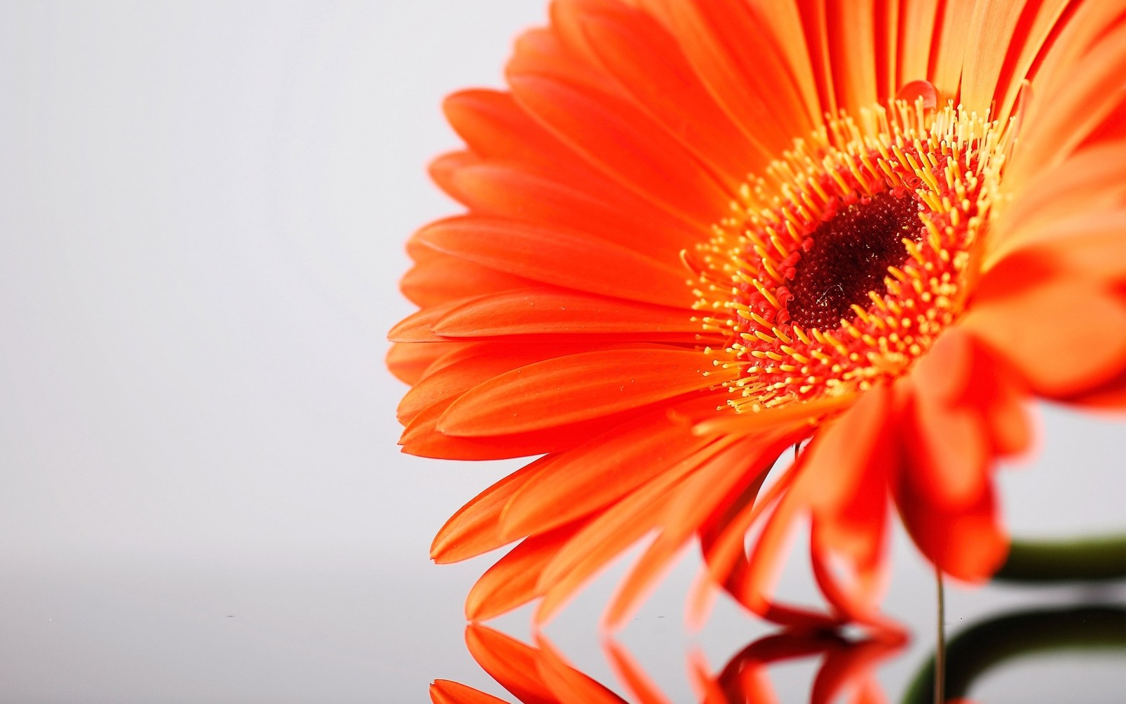 blomst, petals, Gerbera