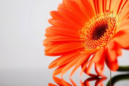 blomst, Gerbera, petals