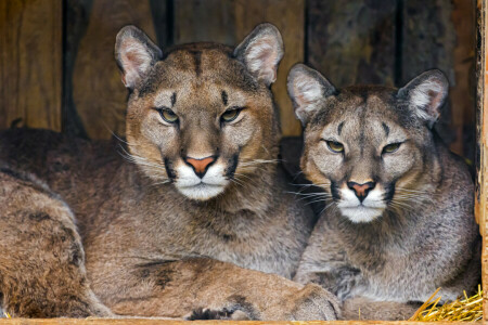 Cougars, pair, pumas