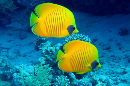 corallo, barriera corallina, pesce, Pesci, oceano, scogliera, tropicale, mondo sott'acqua