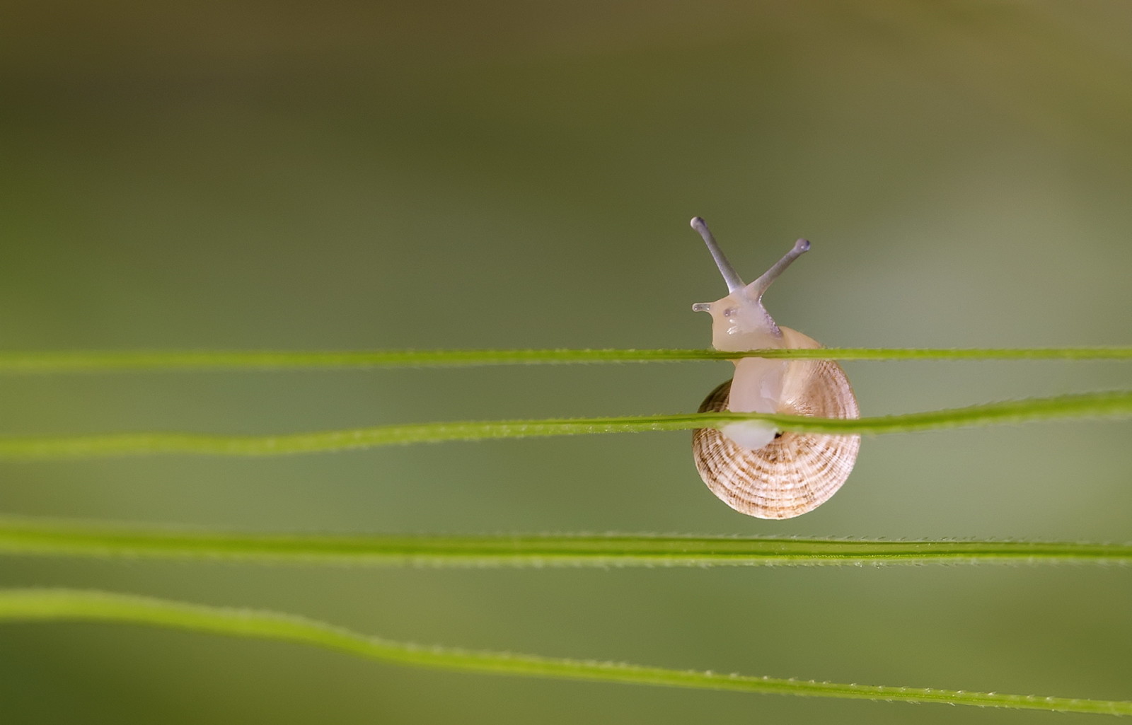 Gras, Blätter, Schnecke