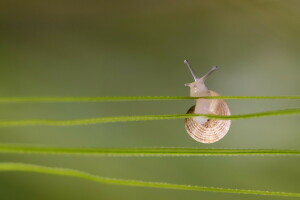 césped, hojas, caracol