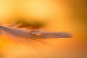 drop, Golden light, macro, pen, the evening