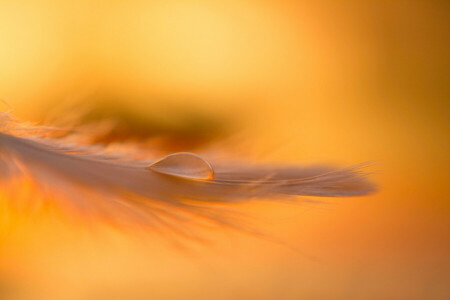 drop, Golden light, macro, pen, the evening