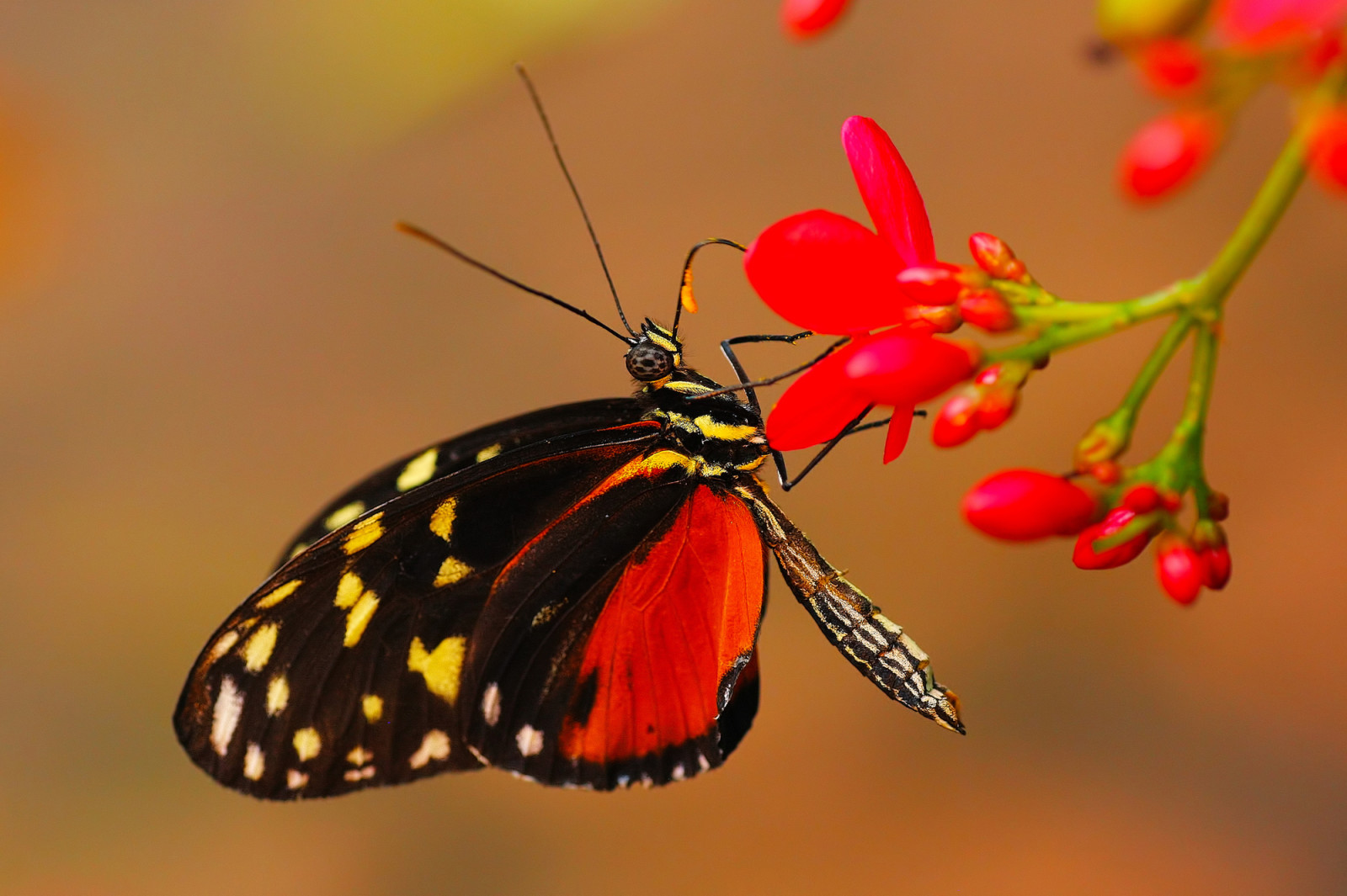 BORBOLETA, plantar, flor, inseto