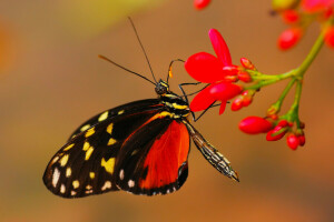 VLINDER, bloem, insect, fabriek