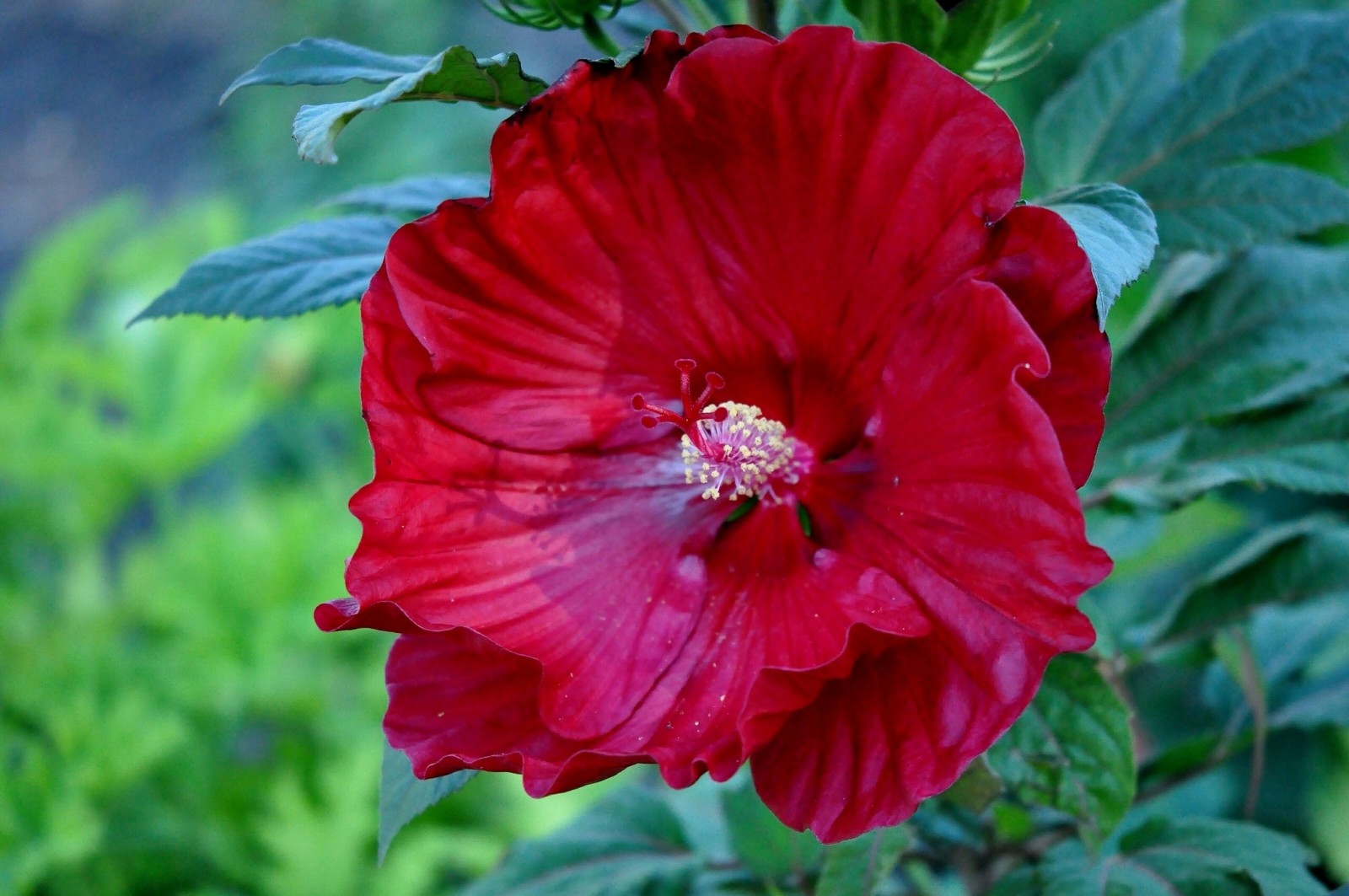 makro, hibiscus, Kinesisk rose