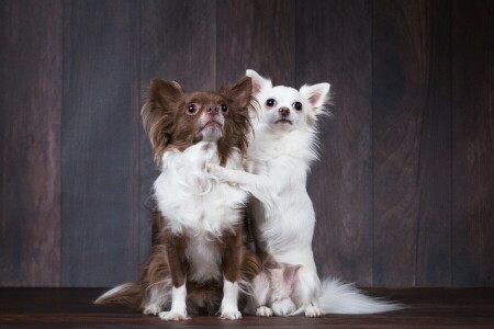 achtergrond, honden, vrienden