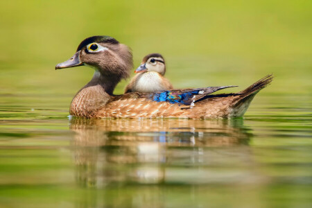 duck, little, swimming, water