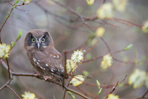 achtergrond, vogel, natuur