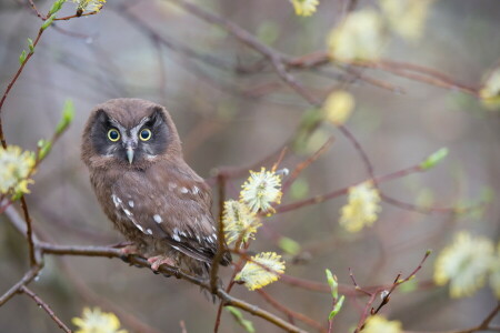 Hintergrund, Vogel, Natur