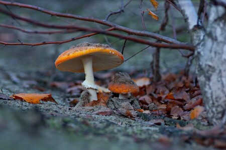 Amanita, autumn, branches, foliage, mushrooms, nature