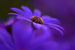 fundo, flor, natureza, pétalas