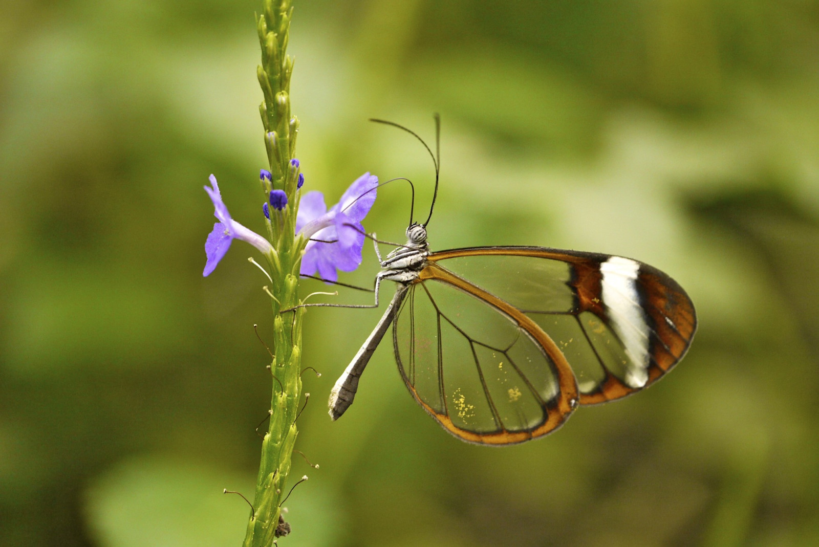 BORBOLETA, plantar, flor, asas, inseto