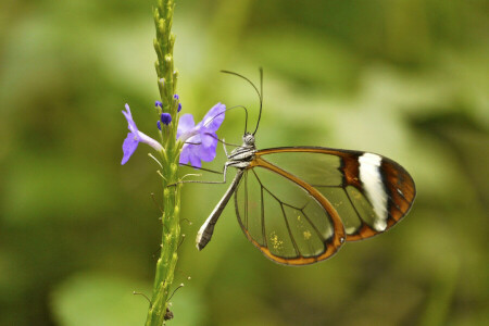 VLINDER, bloem, insect, fabriek, Vleugels