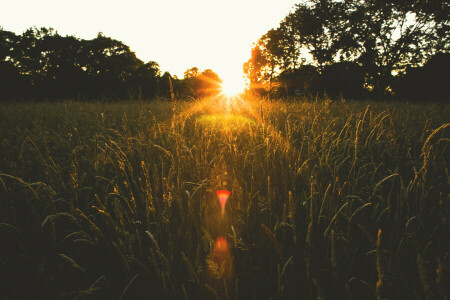 fält, spikelets, solnedgång, solen, träd