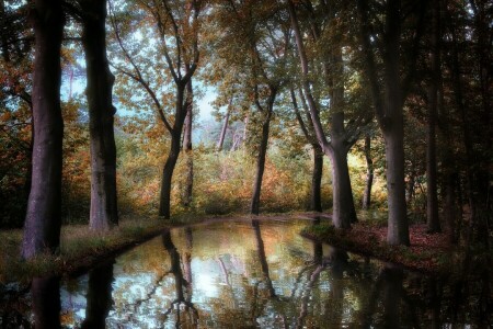 autunno, foresta, fiume