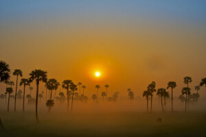 dageraad, mist, palmbomen, de lucht, de zon