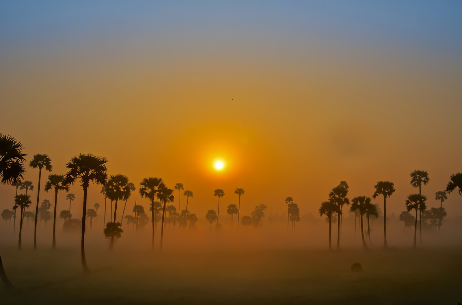 de lucht, dageraad, mist, de zon, palmbomen