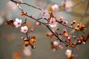 branches, buds, flowers, inflorescence, trees