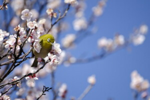 oiseau, printemps, arbre