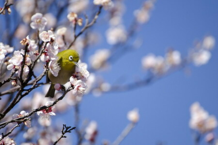 pájaro, primavera, árbol