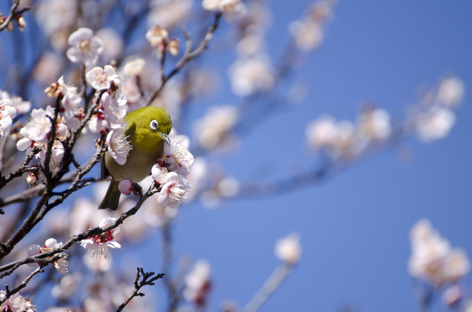 tree, spring, bird