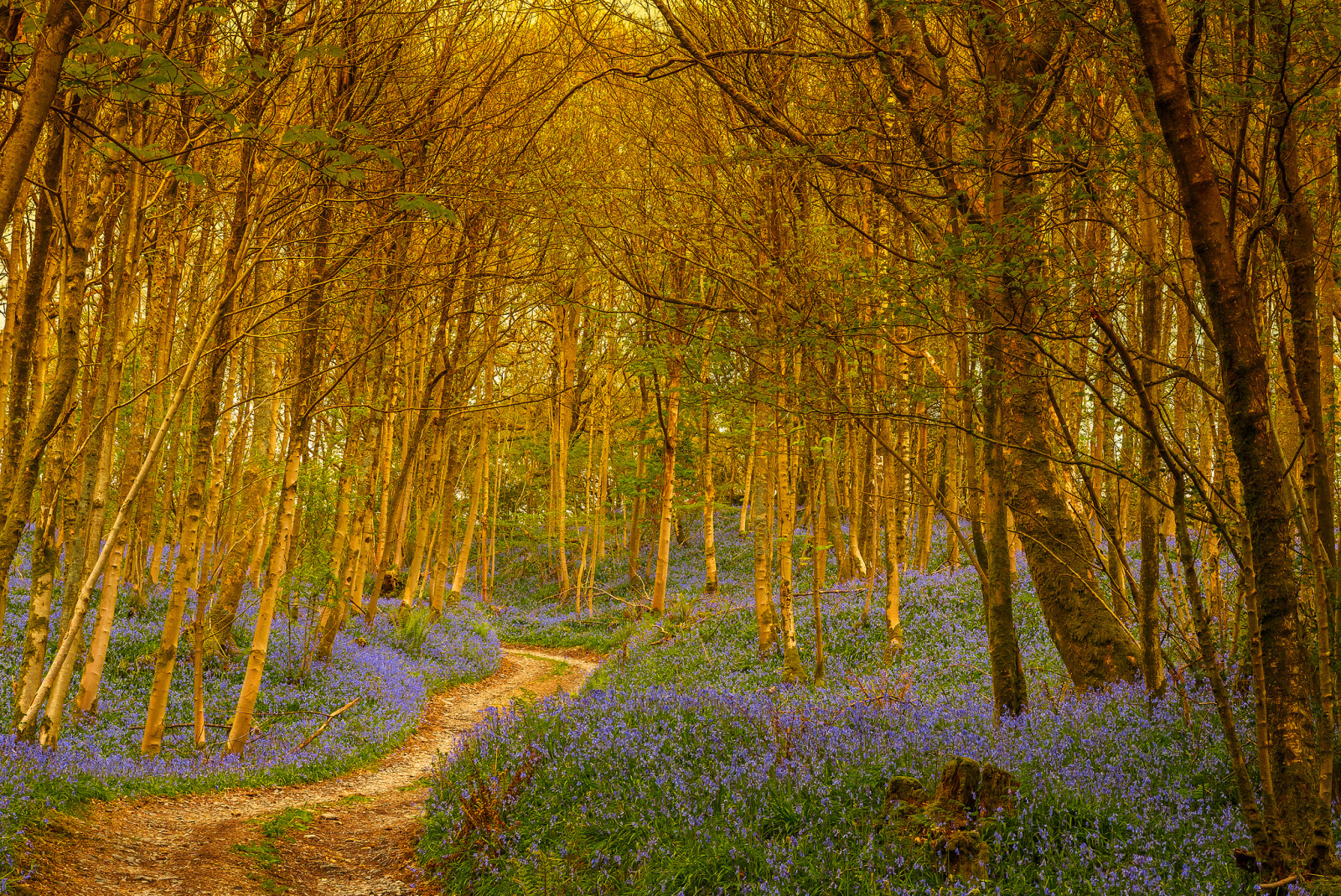 skog, väg, träd, blommor