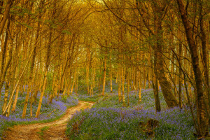 fleurs, forêt, route, des arbres