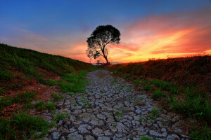 Cracked, erba, tramonto, il terreno, il cielo, albero