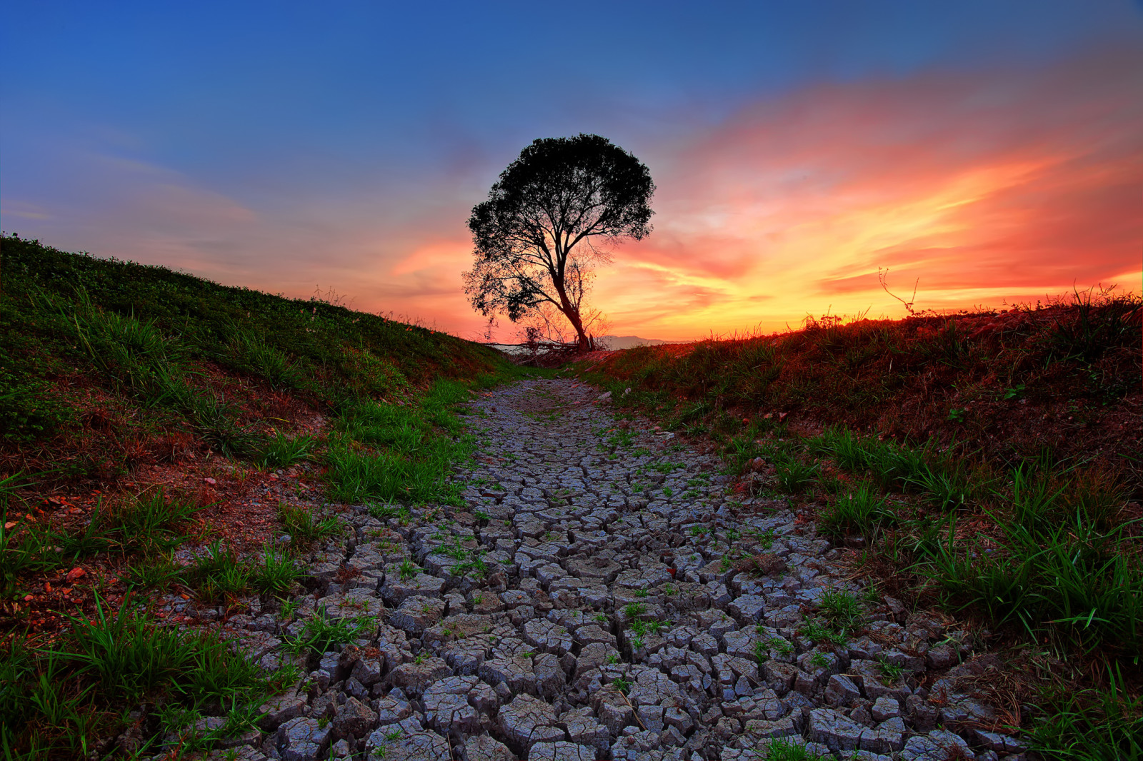 albero, erba, il cielo, tramonto, Cracked, il terreno