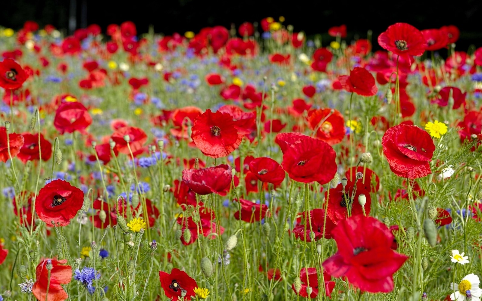 summer, meadow, Maki, cornflowers, chamomile