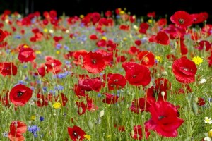 chamomile, cornflowers, Maki, meadow, summer