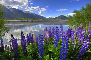 des nuages, Lac, Lupin, montagnes, Nouvelle-Zélande