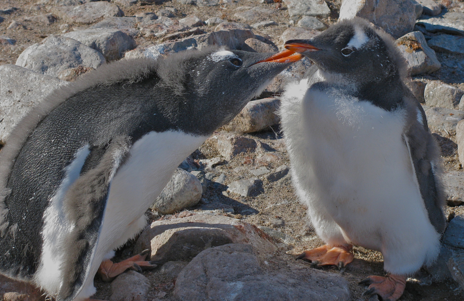 kuiken, penguins, Antarctica