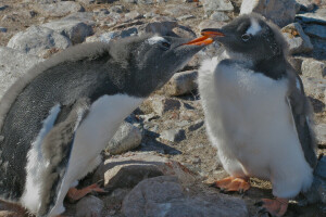 Antarctique, poussin, pingouins