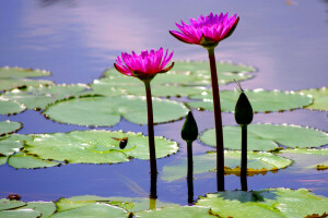 flores, hojas, Loto, estanque