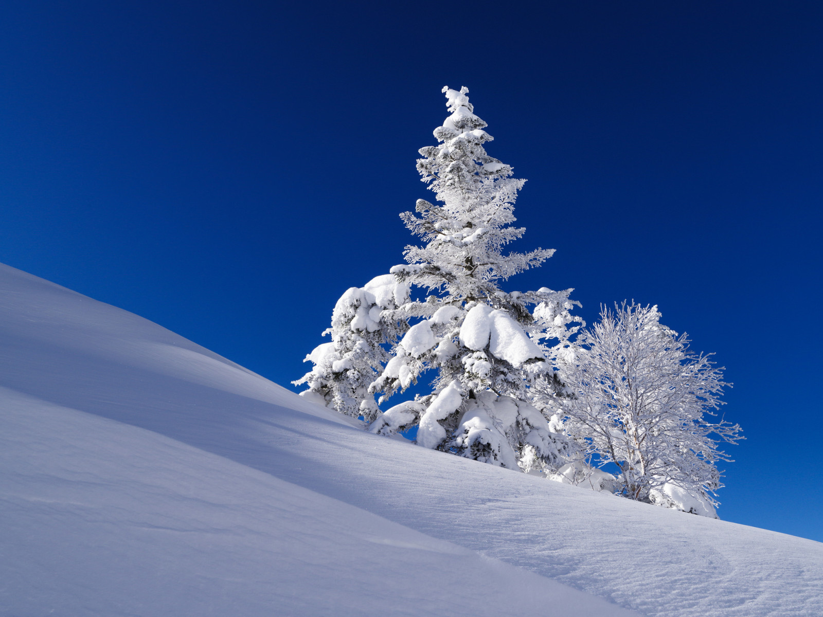 neve, árvore, o céu, inverno, abeto, declive